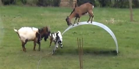 goats on metal sheet|'King Of The Castle' Song Makes Goats On A Metal Sheet.